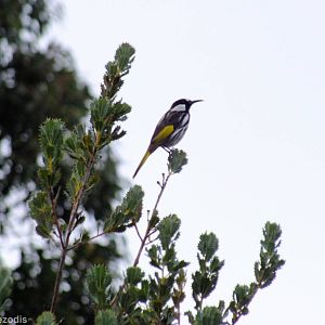 White-cheeked Honeyeater