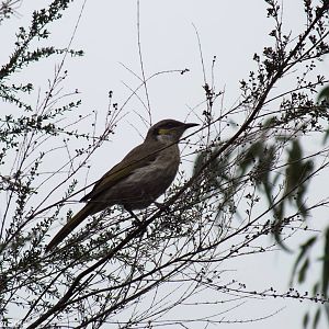 Singing Honeyeater