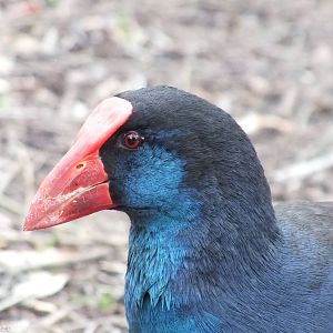 South-west Australian Purple Swamphen