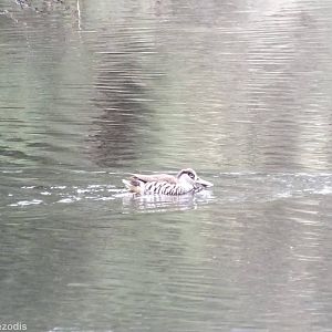 Pink-eared Duck