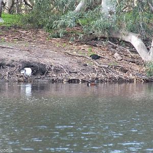 Australian Shoveler, Dusky Moorhen, Australian White Ibis