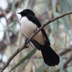 Willie Wagtail