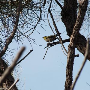 Silvereye