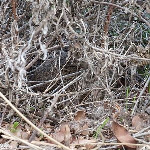 Southern Brown Bandicoot (Quenda)