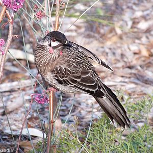 Red Wattlebird