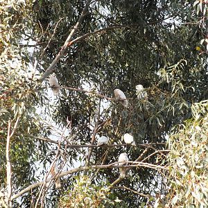 Little Corella