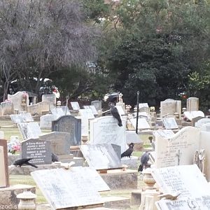 Carnaby's White-tailed Black-cockatoo