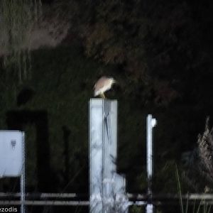 Nankeen Night Heron