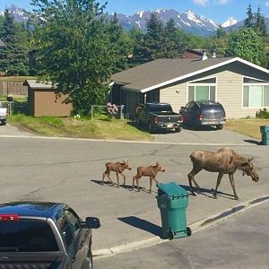 Outside my kitchen window.  Alaska.