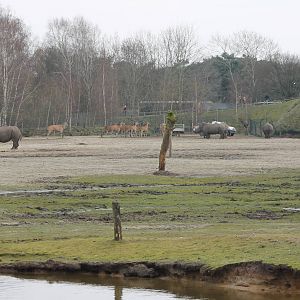 Southern white rhinos and Elands