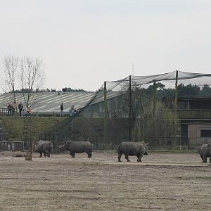 Drone filming the Rhino herd