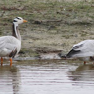 Bar-headed geese