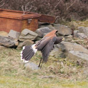 Harris hawk