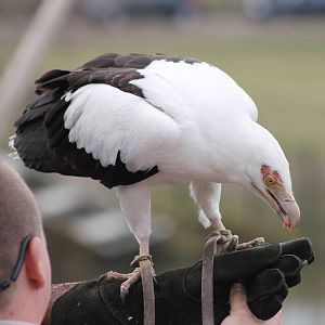 Palm-nut vulture