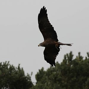 Black kite