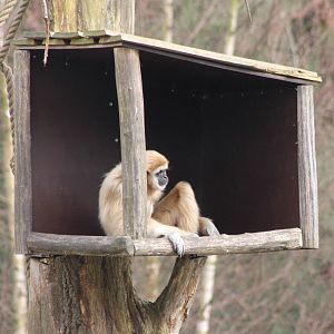 White-handed gibbon