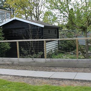 Enclosure Raccoon dog