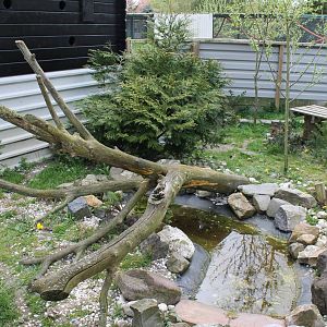 Enclosure Raccoon dog