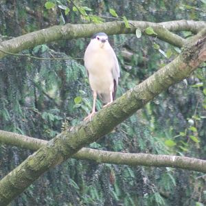 Black-crowned night heron