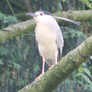 Black-crowned night heron