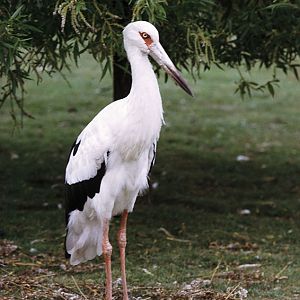 Maguari stork at Olney 1974