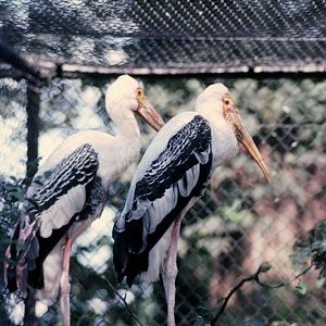 Painted storks at Olney 1977