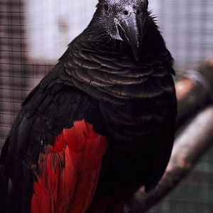 Pesquet's parrot at the original Birdland 1973