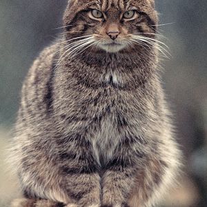 European wildcat at Mole Hall 1977