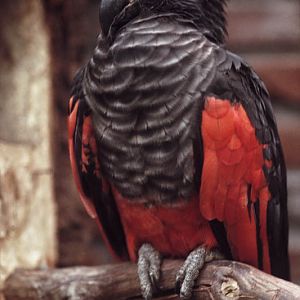 Pesquet's parrot 1974