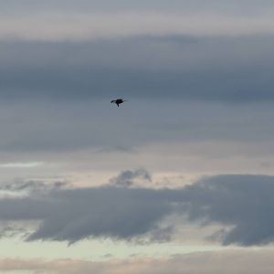 Great Frigatebird - Melbourne June 2016