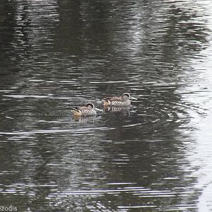Pink-eared Ducks