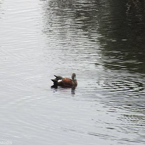 Australian Shoveler