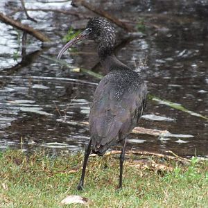 Glossy Ibis