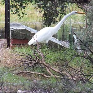 Eastern Great Egret