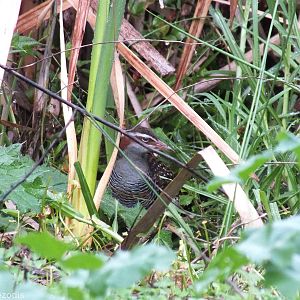 Buff-banded Rail