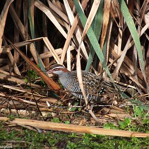Buff-banded Rail