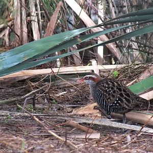 Buff-banded Rail