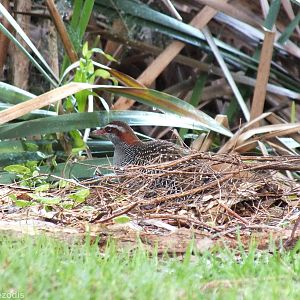 Buff-banded Rail