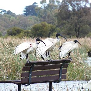 Australian White Ibis