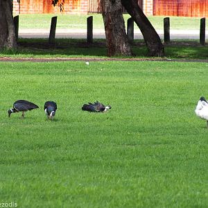 Straw-necked and Australian White Ibis