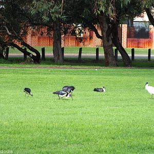 Straw-necked and Australian White Ibis