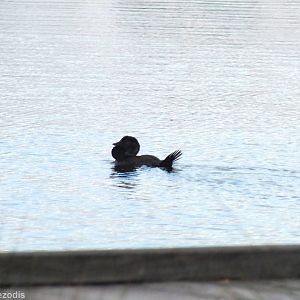 Musk Duck