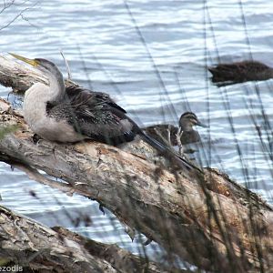 Darter and Pacific Black Ducks
