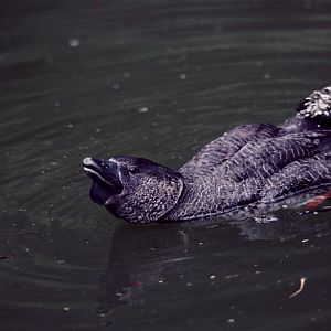 Musk duck displaying 1982