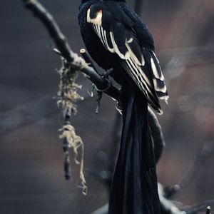 Long-tailed widowbird 1976