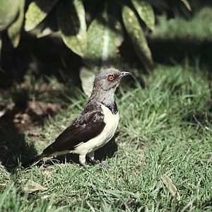 Magpie starling at the original Birdland 1974