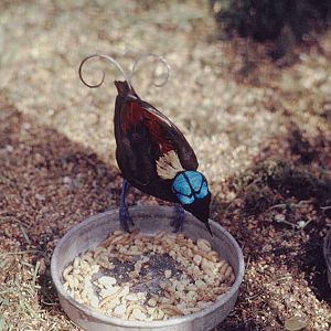 Wilson's bird of paradise at the original Birdland 1974