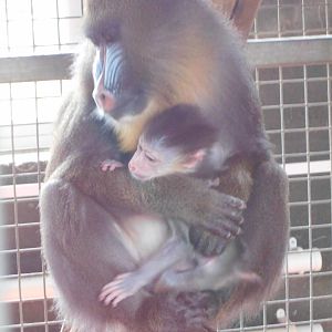 Mandrill baby - 10/06/2016