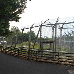 Tiger enclosure - 10/06/2016