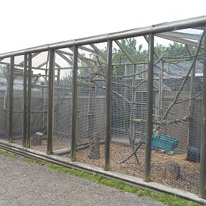 Pardine Genet enclosure - 10/06/2016